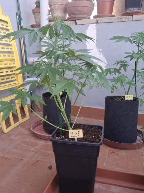 crecimiento indor flora exterior. Week 5 - rf3 45 cm 
