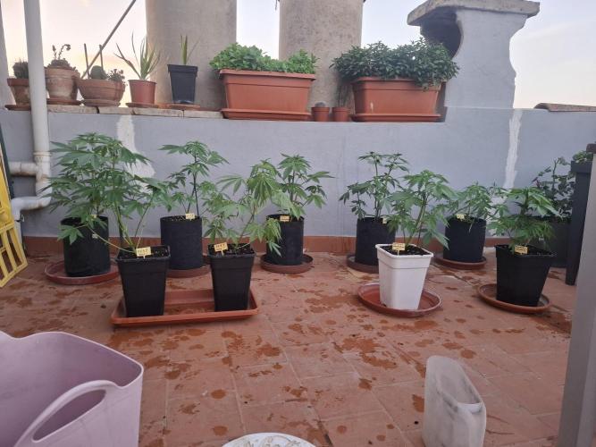 crecimiento indor flora exterior. Week 5 - macetas11l= 2lx48h  macetas7l=1,5l×48h