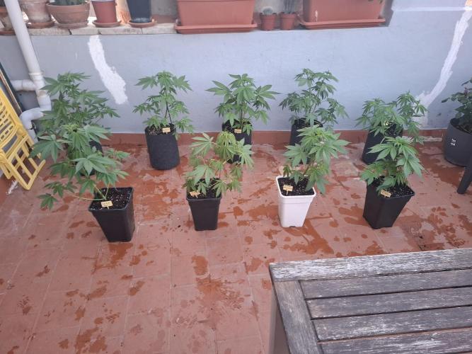 crecimiento indor flora exterior. Week 5