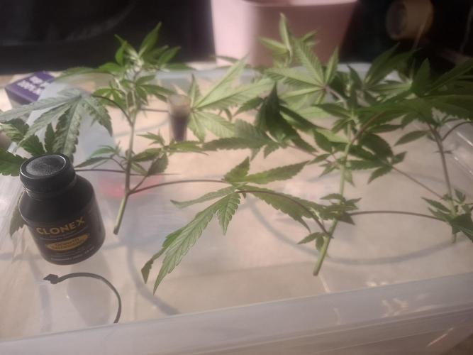 shimo scrOG. Week 1