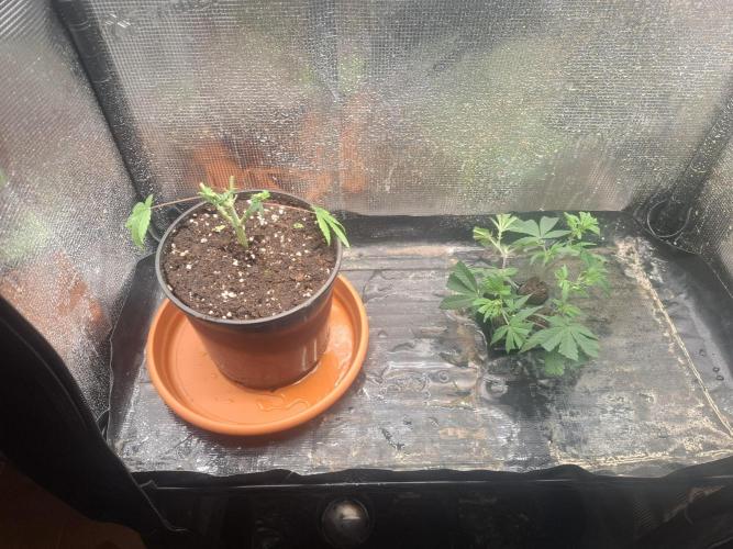 shimo scrOG. Week 1