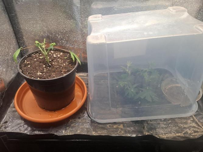 Grow Tent 2'x2' (70x70x160cm). Week 1