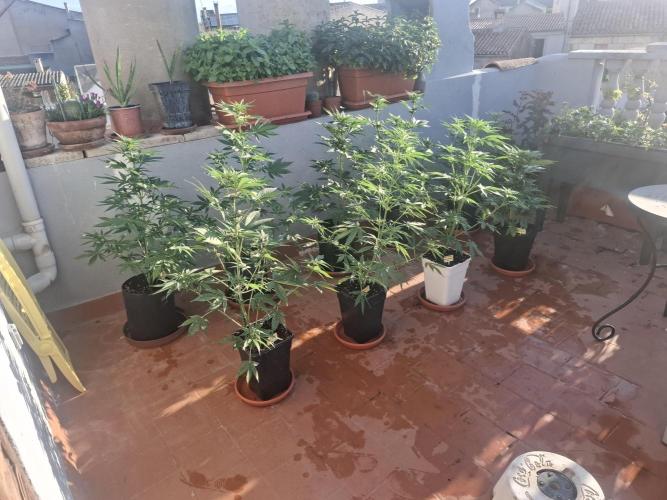 crecimiento indor flora exterior. Week 6