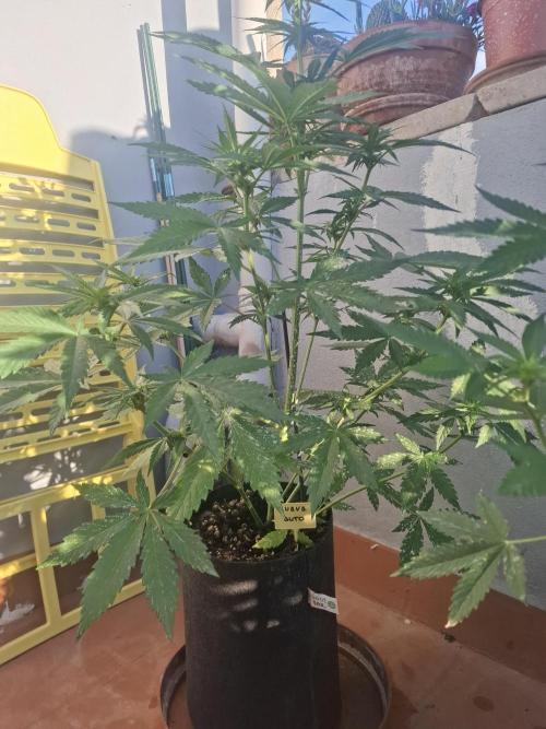 crecimiento indor flora exterior. Week 6