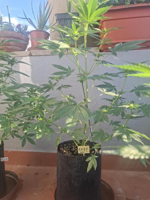 crecimiento indor flora exterior. Week 6