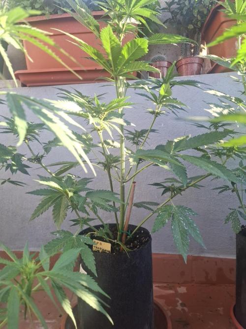 crecimiento indor flora exterior. Week 6