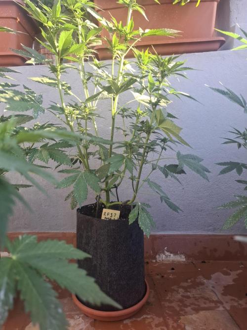 crecimiento indor flora exterior. Week 6