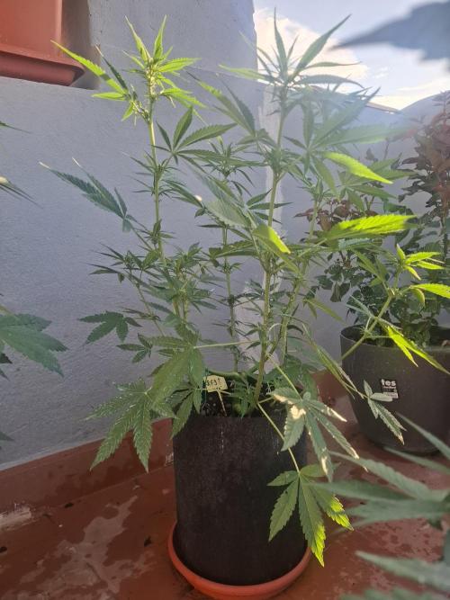 crecimiento indor flora exterior. Week 6
