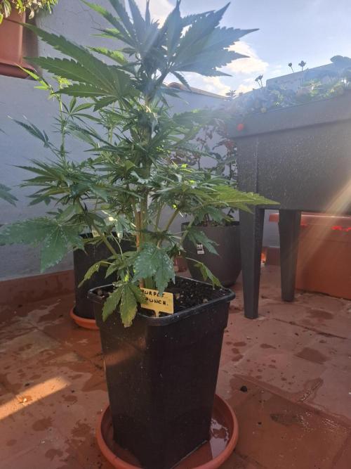 crecimiento indor flora exterior. Week 6