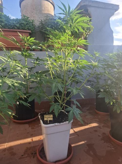 crecimiento indor flora exterior. Week 6