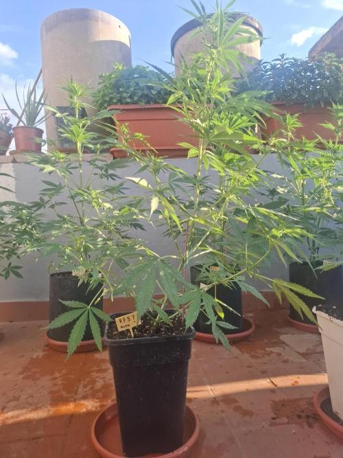 crecimiento indor flora exterior. Week 6