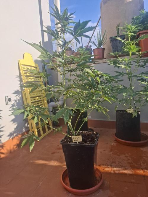 crecimiento indor flora exterior. Week 6