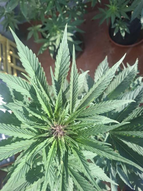 crecimiento indor flora exterior. Week 6 - rf3? 