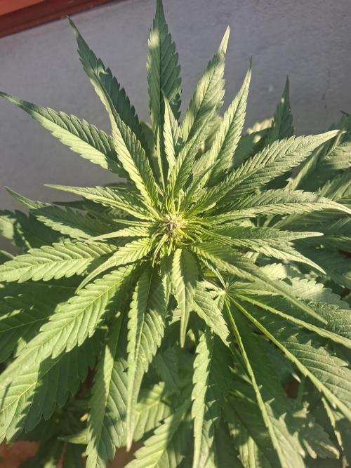 crecimiento indor flora exterior. Week 6
