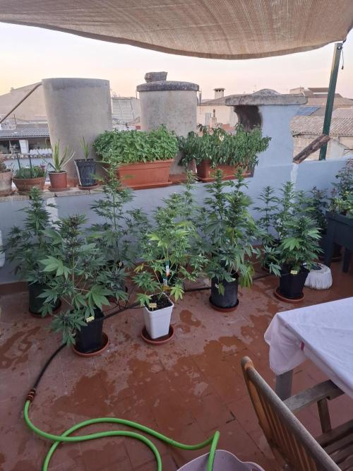 crecimiento indor flora exterior. Week 7