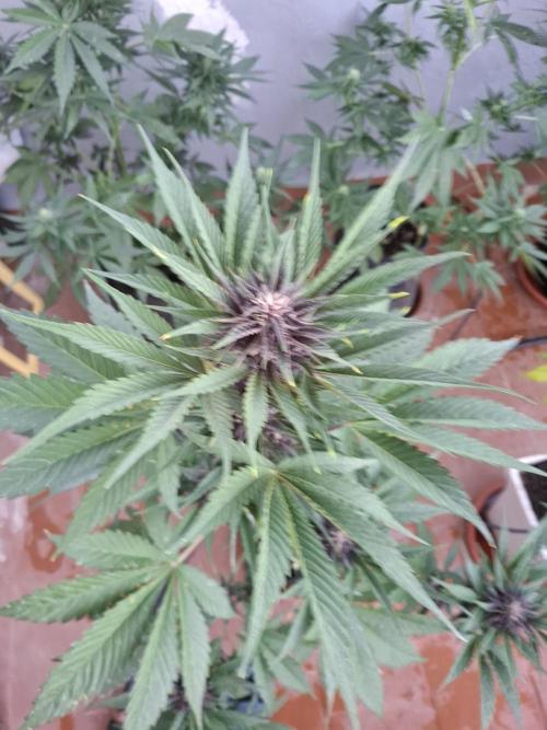 crecimiento indor flora exterior. Week 7 - rf3 ??
