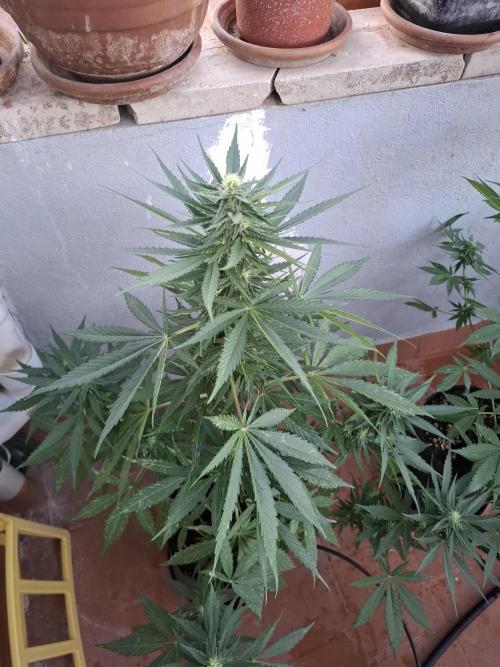 crecimiento indor flora exterior. Week 7 - guava auto fastbuts42