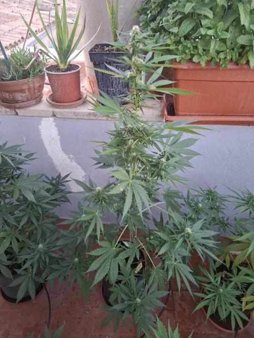crecimiento indor flora exterior. Week 7 - rf3 super sativa la mas alta del patio fastbuts42