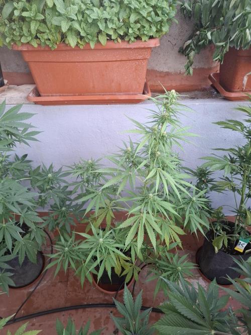 crecimiento indor flora exterior. Week 7 - rf3? sativa