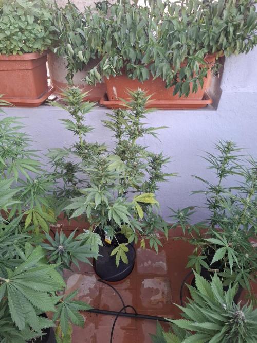 crecimiento indor flora exterior. Week 7 - rf3 ^?