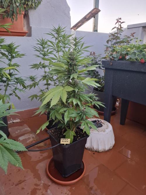 crecimiento indor flora exterior. Week 7 - purple punch mui rapida 