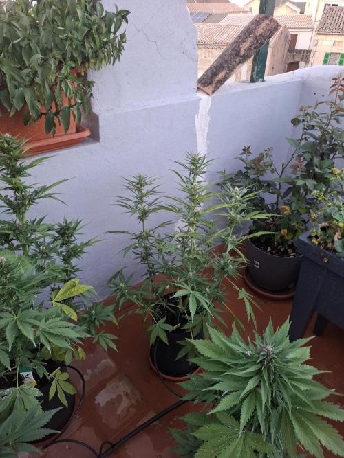 crecimiento indor flora exterior. Week 7 - rf3 ?