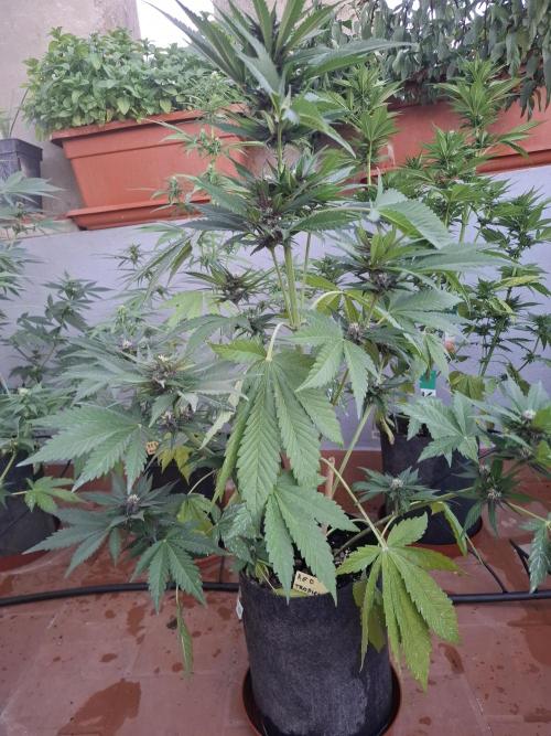 crecimiento indor flora exterior. Week 7 - red tropicana 
