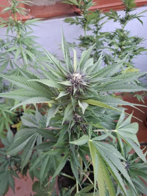 crecimiento indor flora exterior. Week 7 - rf3? 