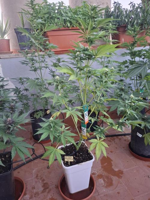 crecimiento indor flora exterior. Week 7 - jet fuel nice plant 