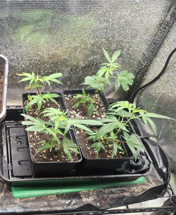 shimo scrOG. Week 3