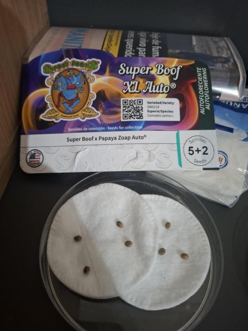 superboofxlauto. Week 0