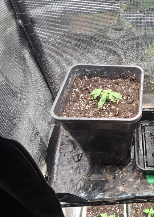 superboofxlauto. Week 0