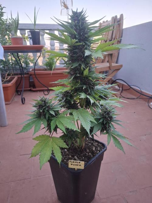 crecimiento indor flora exterior. Week 8