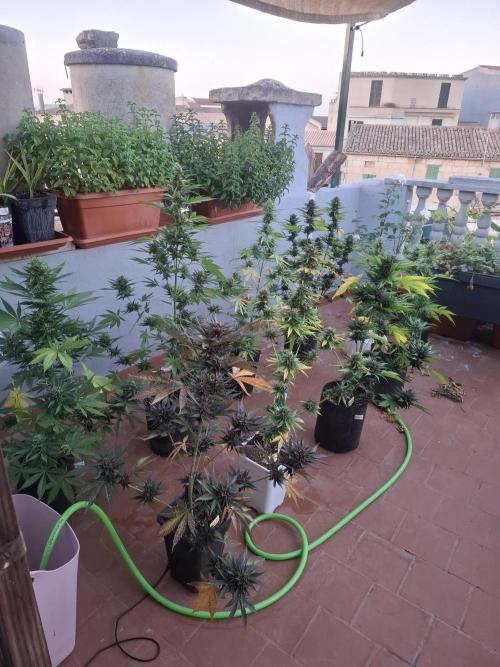 crecimiento indor flora exterior. Week 8
