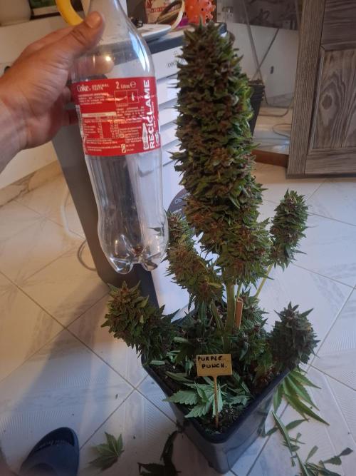 crecimiento indor flora exterior. Week 8