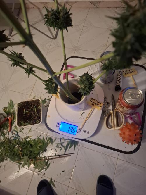 crecimiento indor flora exterior. Week 8 - pot. 7l