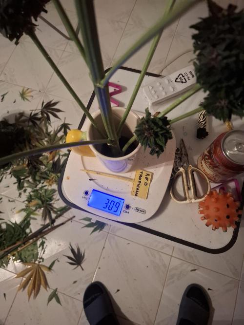 crecimiento indor flora exterior. Week 8 - pot. 11l