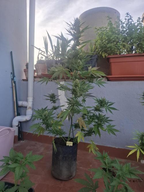 crecimiento indor flora exterior. Week 9