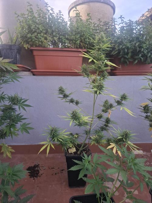 crecimiento indor flora exterior. Week 9