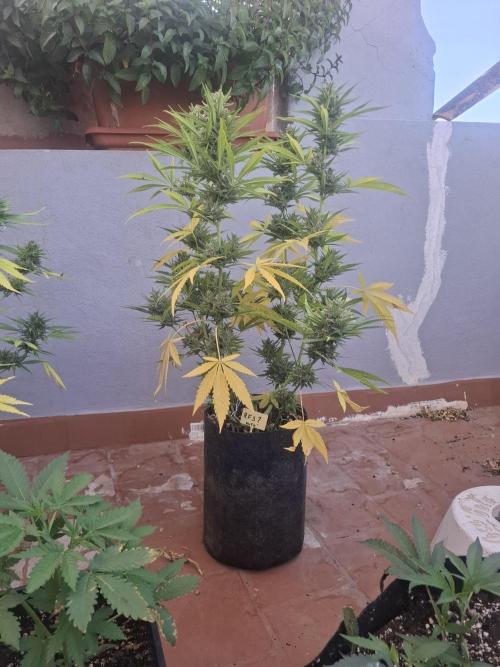 crecimiento indor flora exterior. Week 9