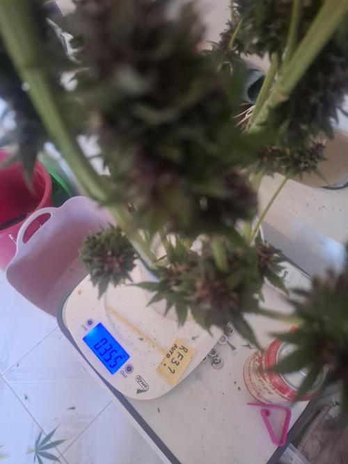 crecimiento indor flora exterior. Week 9 - pot. 11l