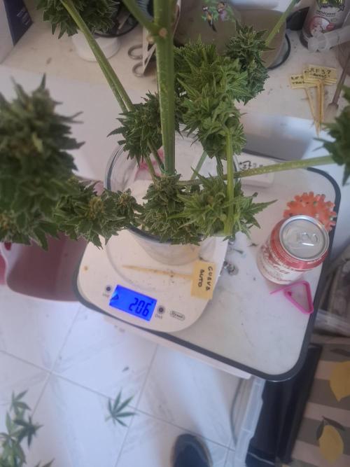 crecimiento indor flora exterior. Week 9 - pot. 11l