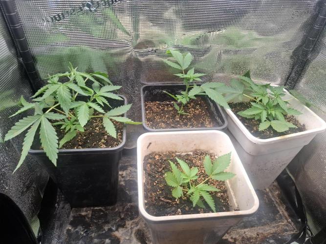 superboofxlauto. Week 1