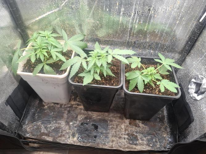 superboofxlauto. Week 1