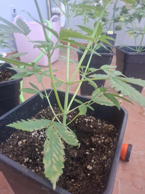 superboofxlauto. Week 2