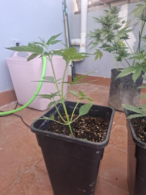superboofxlauto. Week 2