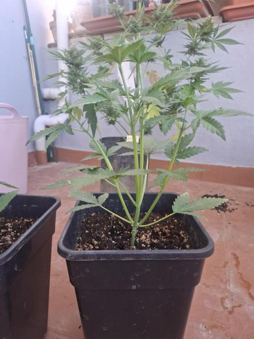 superboofxlauto. Week 2