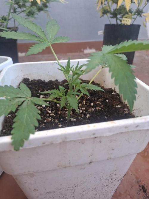 superboofxlauto. Week 2