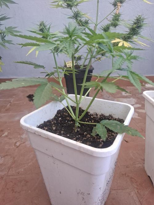 superboofxlauto. Week 2