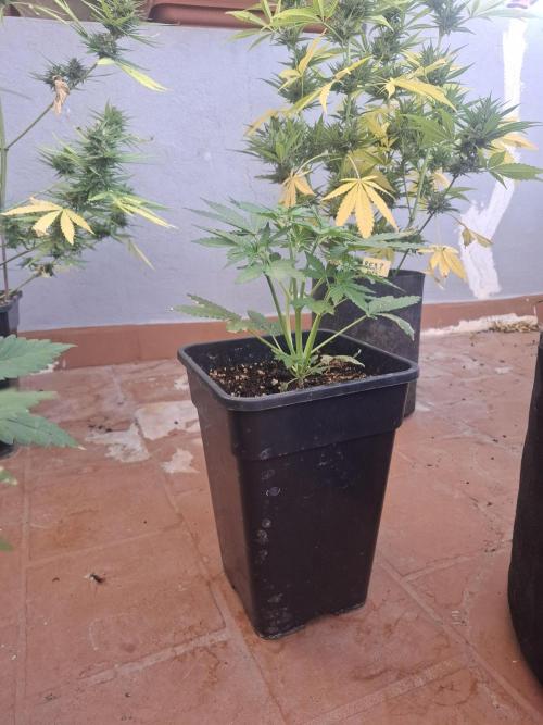 superboofxlauto. Week 2